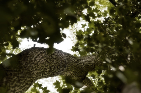 Up a Tree Trunk taken in 2015の写真素材