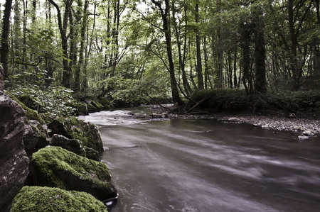 Small River through Forest taken in 2015