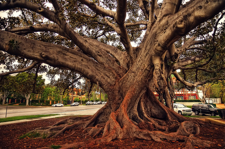 Beverly Hills Fig Tree taken in 2015の写真素材