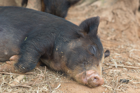 Cuba Vinales Cute Pig taken in 2015の写真素材