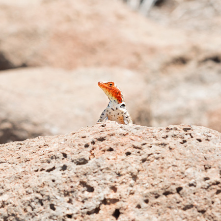 Galapagos Islands taken in 2015の写真素材