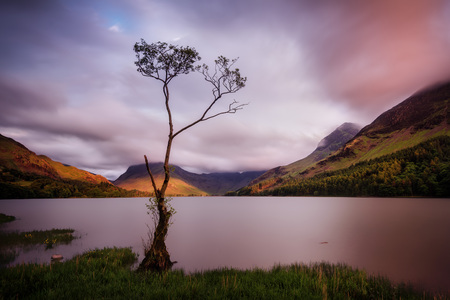 Buttermere Lonesome Tree United Kingdom taken in 2015の写真素材