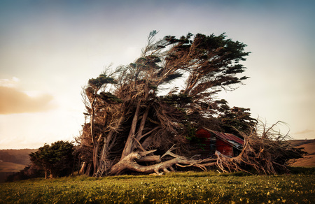 Slope Point New Zealand Trees taken in 2015の写真素材