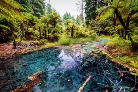 The Redwoods Whakarewarewa Reflection Pool Forest Rotorua New taken in 2015の写真素材