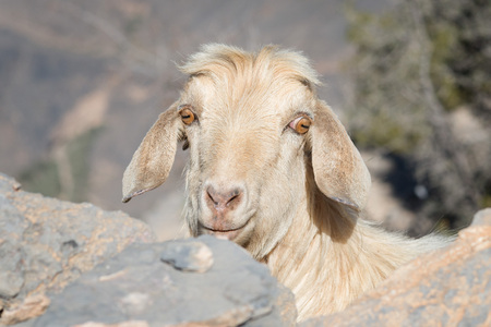 Goat in the Mountains of Oman taken in 2015の写真素材