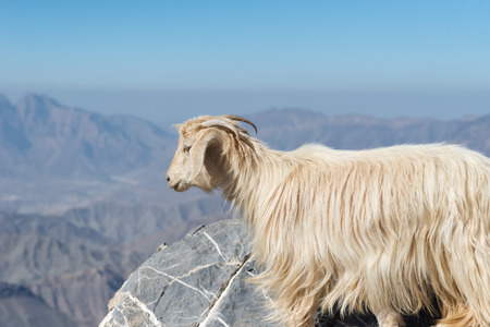 Goat in the Mountains of Oman taken in 2015の写真素材