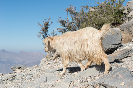 Goat in the Mountains of Oman.の写真素材