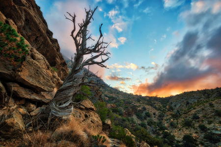 Dead Tree, Al Hajar Mountains in Oman taken in 2015の写真素材