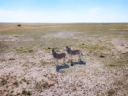 Animals in Etoscha National Park in Northern Namibia taken in January 2018の写真素材