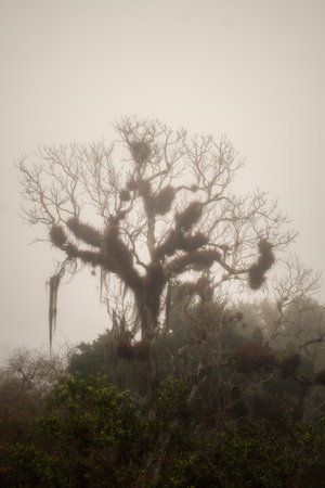 Tree in the jungle of Guatemala near Tikal, post processed using exposure bracketing