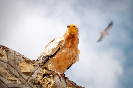 Egyptian Vulture in Socotra, Yemen, taken in November 2021, post processed using exposure bracketingの写真素材