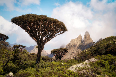 Dragon Blood Tree at Diksam Plateau in Socotra, Yemen, taken in November 2021, post processed using...