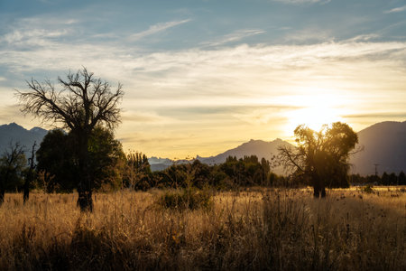 Golden Fields during Sunset in Patagonia Argentinaの写真素材