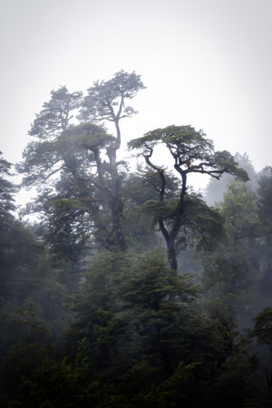 Rain Forest in Southern Chileの写真素材