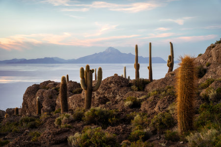 Cactus Island at Salar Uyuni Boliviaの写真素材