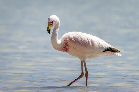 Flamingo in Laguna in Uyuni Boliviaの写真素材