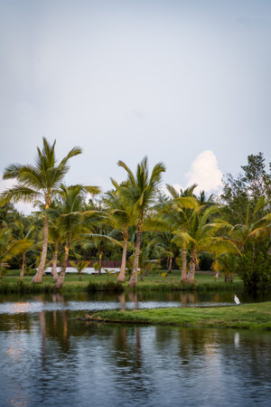 Palm Treesの写真素材