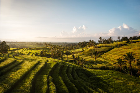 Rice plantations in South East Asia