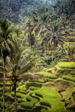 Rice plantations in South East Asiaの写真素材