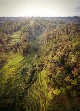 Rice plantations in South East Asiaの写真素材