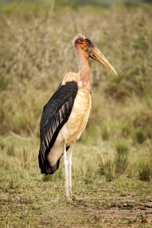 Marabou Stork in the Uganda Grasslandsの写真素材