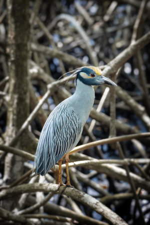 Yellow-crowned night heron in Trinidad and Tobagoの写真素材