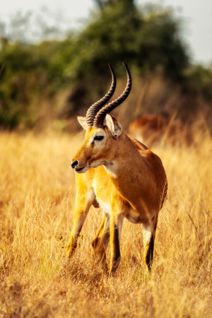 Gazelle in the Highlands of Ugandaの写真素材
