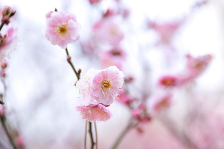 Plum blossom in spring, closeup of beautiful pink flowers