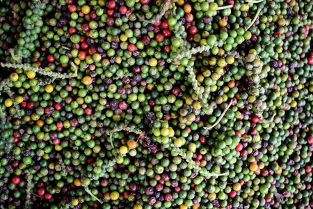 heap of peppercorns - New Mangalore, India.の写真素材