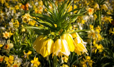 Sea of blossoms - botanical garden, Gothenburg, Swedenの写真素材