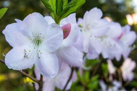 Blossoms lined up - botanical garden, Gothenburg, Swedenの写真素材