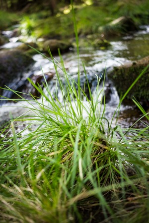 Beautiful german forest with a little streamの写真素材