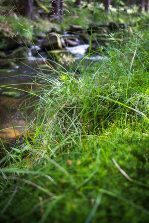 Beautiful german forest with a little streamの写真素材