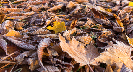 Beautiful autumn - lying leaves, covered with white hoarfostの写真素材