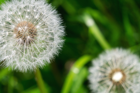 Dandelion close-up.の写真素材