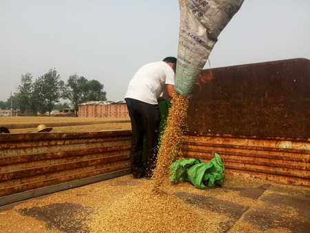 June 11, 2016, agricultural hand control harvester of wheat in Shenxian city of Liaocheng, province Shandong.のeditorial素材