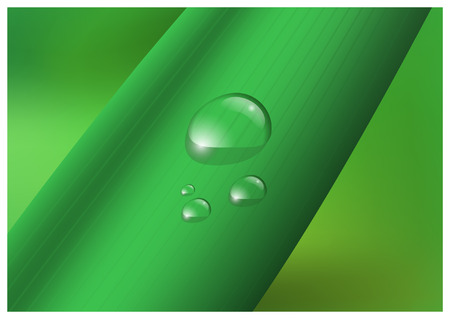 Water drop, droplets on leaf vector illustrationのイラスト素材