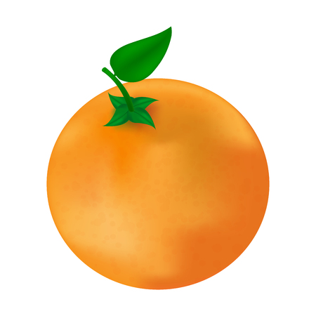 Realistic vector illustration of orange fruit with green leaves. Isolated on white backgroundのイラスト素材