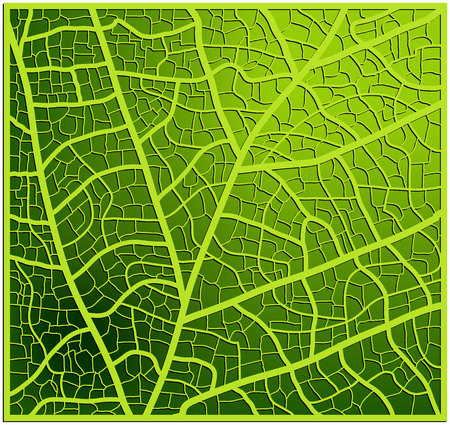 leaf texture, veins vector background design. Beautiful illustration ready to useのイラスト素材