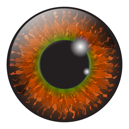 Orange, hazel  iris eye realistic  vector set design isolated on white backgroundのイラスト素材
