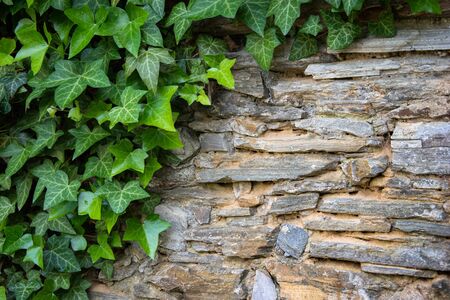 Stone wall with green ivy leaves with copy space for background or texture. Climbing plant, vine plant growing on antique rock wall.Retro style background. Green leaf plant over grunge old wall.の写真素材