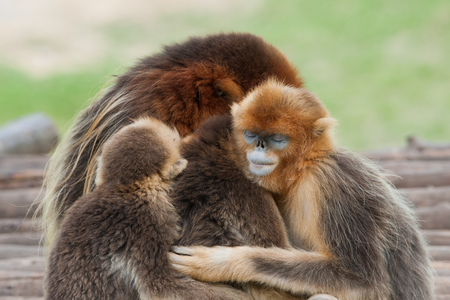 Close up to three Golden Monkeyの写真素材