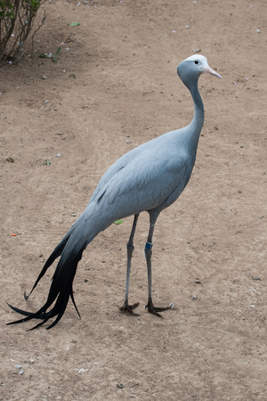 craneの写真素材