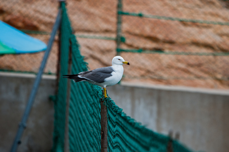 seagullの写真素材
