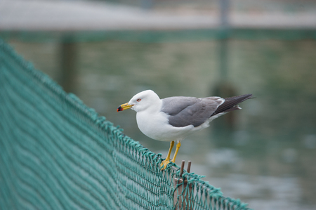 seagullの写真素材