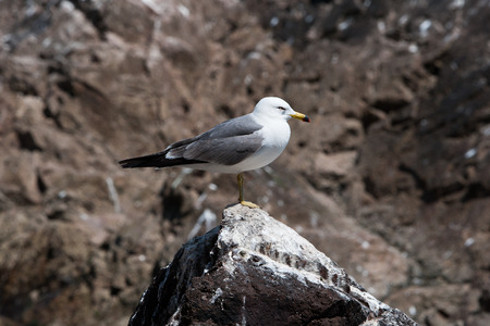 seagullの写真素材