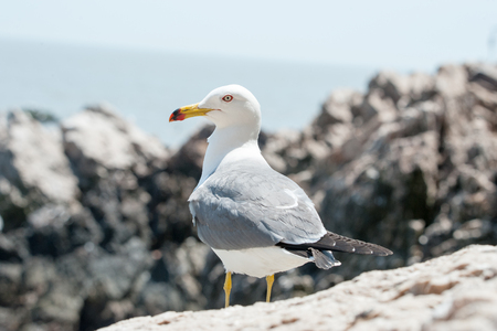 seagullの写真素材