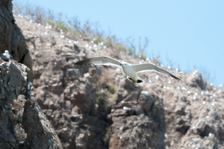 seagullの写真素材