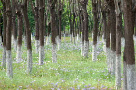 Spring garden sceneryの写真素材