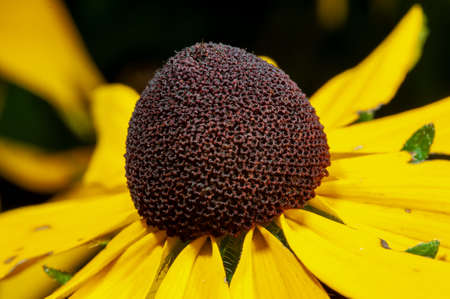 Coneflower